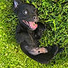 Barkley joined the competition — help win amazing prizes! puppy, dog, black_dog, grass, greenery, playful, tongue_out, happy, cute, pet, animal, nature, outdoor, young_dog, lying_down, fur, small_dog, joyful, summer, sunlight
