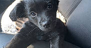 Barkley joined the competition — help win amazing prizes! puppy, black_dog, car_seat, pet, animal, cute, fur, indoor, sunlight, curious, young_dog, closeup, canine, sitting, leather_seat, paw, adorable, portrait, companion, vehicle