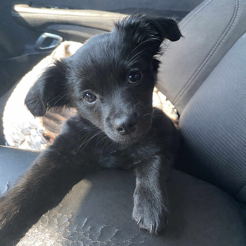 Barkley