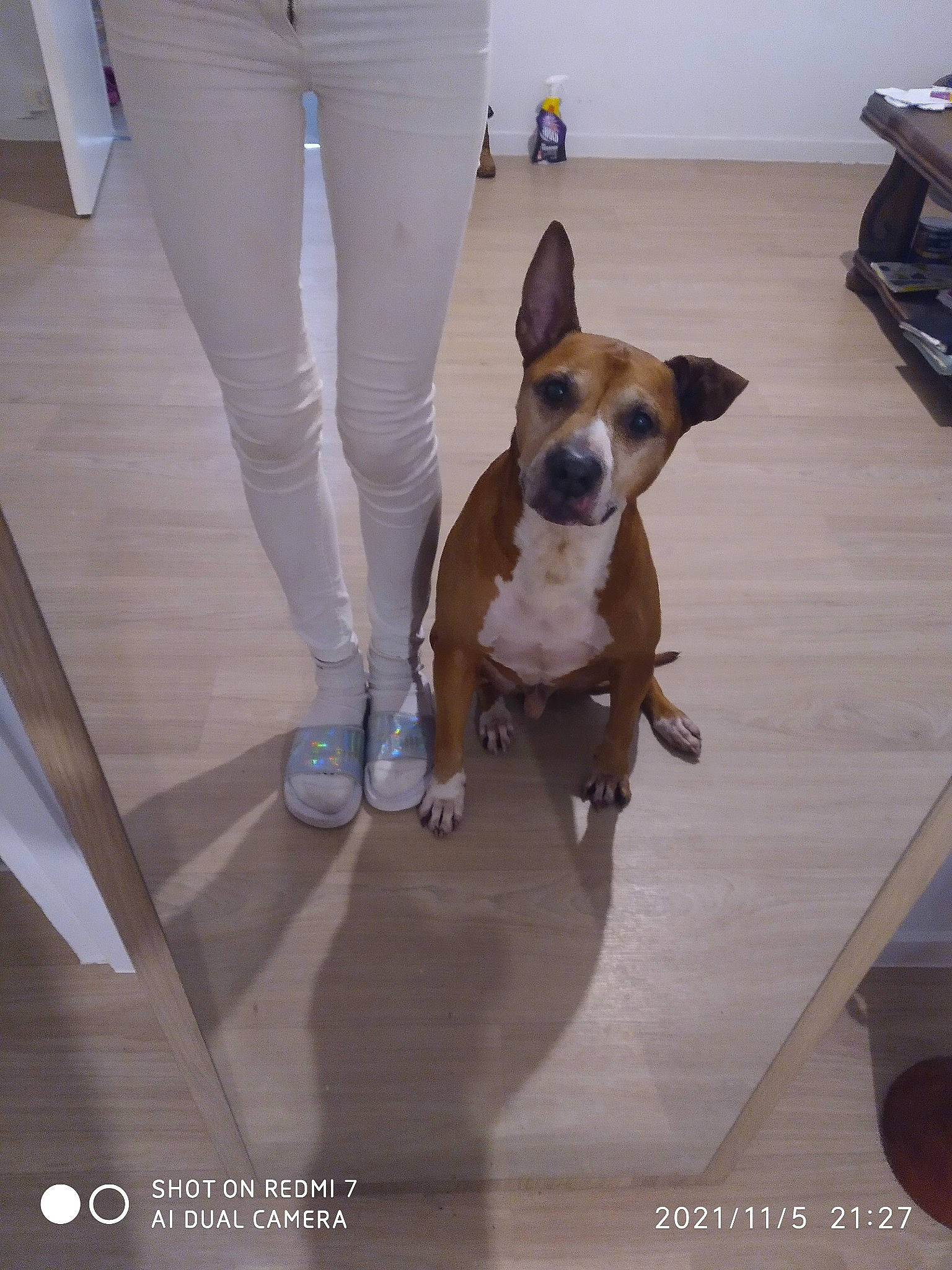 Zarko a rejoint le concours — aidez-le/la à gagner de superbes lots ! carnivore, collar, comfort, companion_dog, dog, dog_breed, dog_supply, fawn, floor, flooring, hardwood, human_leg, knee, pet_supply, snout, sporting_group, thigh, white, wood, working_animal