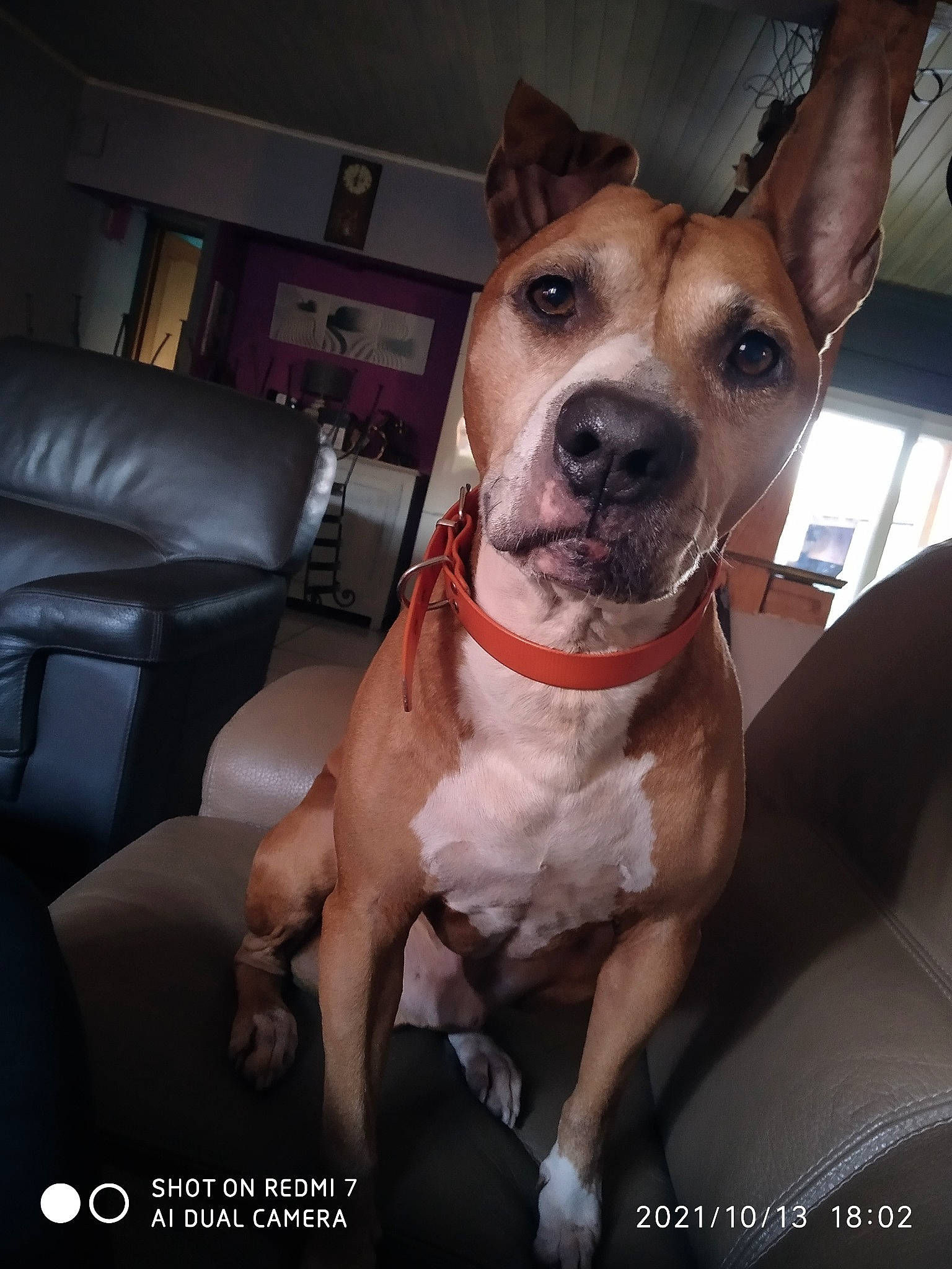 Zarko a rejoint le concours — aidez-le/la à gagner de superbes lots ! carnivore, chair, collar, comfort, companion_dog, couch, dog, dog_breed, dog_collar, ear, fawn, fur, guard_dog, shelf, snout, sporting_group, toy_dog, whiskers, window, working_animal