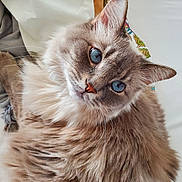 Sugar is registered to the contest to win money with this photo: animal, blue_eyes, cat, close_up, cozy, curious, cute, domestic_cat, feline, fluffy, fur, indoor, looking_at_camera, mammal, pet, portrait, relaxed, soft, whiskers