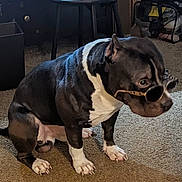 Anubis is registered to the contest to win money with this photo: dog, sunglasses, indoor, carpet, black_and_white, pet, canine, furniture, floor, domestic_animal, sitting, side_view, paw, short_hair, companion, household, cute, animal, relaxed, portrait