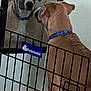 animal, blue_collar, brown_dog, carpet, closeup, curious, dog, domestic_animal, fence, gate, house, indoor, looking, metal, mirror, pet, petmate, reflection, side_view, wall