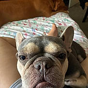 Holly is registered to the contest to win money with this photo: animal, bed, blanket, closeup, dog, ears, eyes, face, french_bulldog, fur, grumpy, indoor, lap, nose, pet, portrait, puppy, second_dog, snout, wrinkles