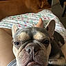 animal, bed, blanket, closeup, dog, ears, eyes, face, french_bulldog, fur, grumpy, indoor, lap, nose, pet, portrait, puppy, second_dog, snout, wrinkles
