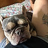 Holly is registered to the contest to win money with this photo:  sleepy, animal, bed, blanket, closed_eyes, cozy, dog, ears, french_bulldog, indoor, lap, muzzle, nose, person, pet, portrait, relaxed, sleeping, tattoo, wrinkles