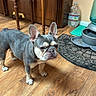 Holly joined the competition — help win amazing prizes! animal, dog, food_bowls, french_bulldog, furniture, gray_coat, indoors, kitchen, large_ears, pet, piano, portrait, rug, short_snout, standing, water_bottle, water_bowl, white_chest, wood_floor, wrinkled_face