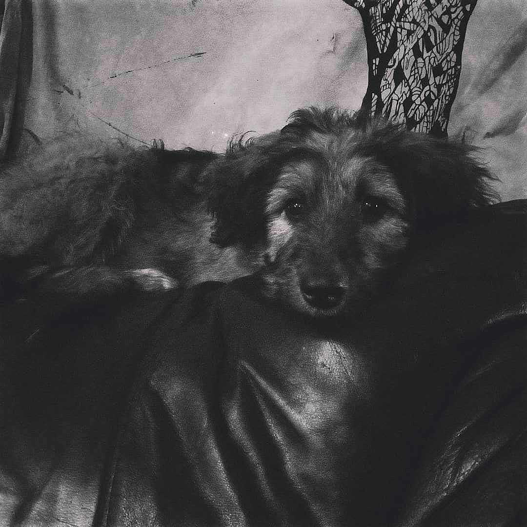 Sugar joined the competition — help win amazing prizes! black, canidae, carnivore, comfort, companion_dog, darkness, dog, dog_breed, fur, monochrome, monochrome_photography, puppy, snout, sporting_group, style