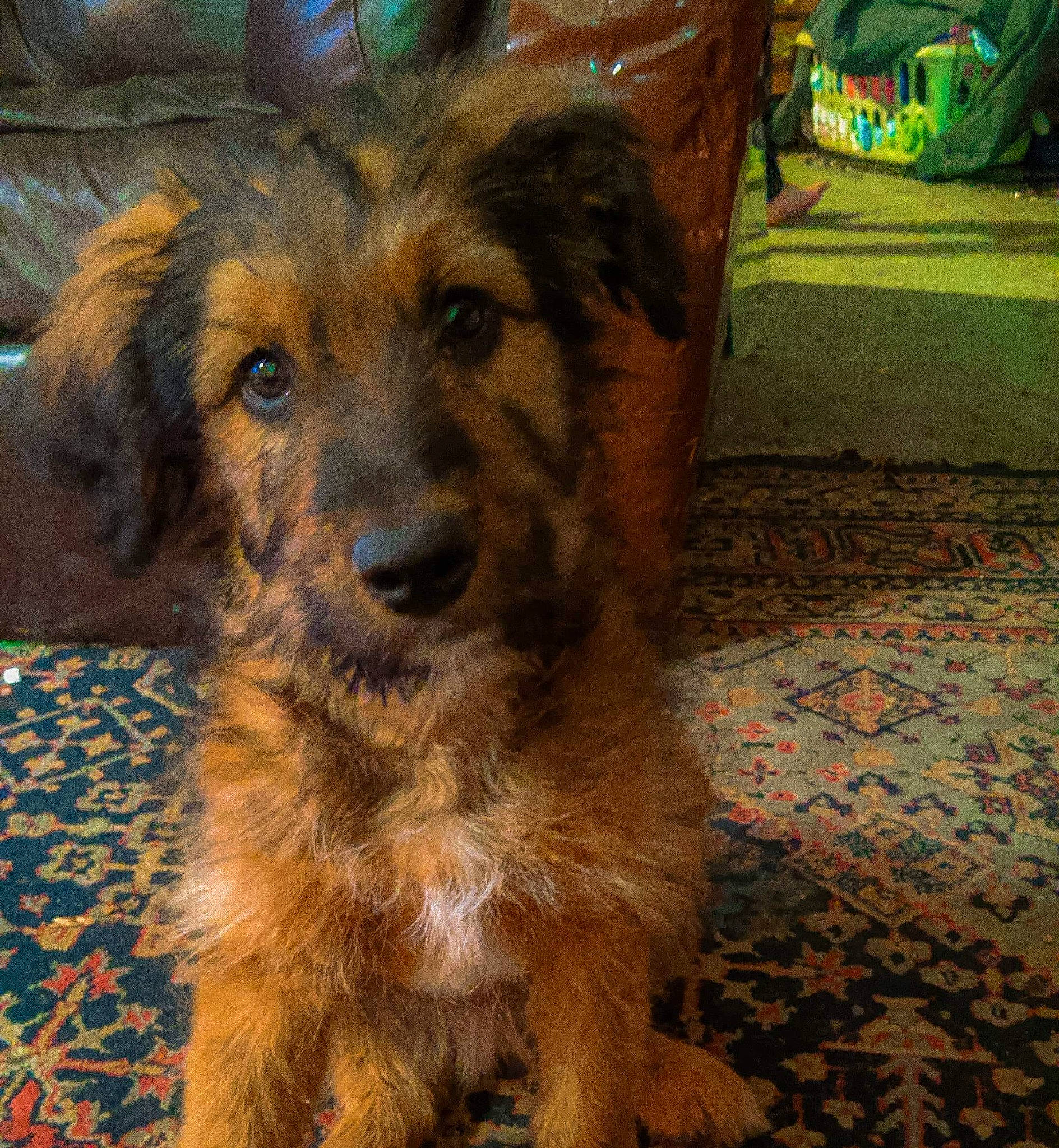 Sugar joined the competition — help win amazing prizes! australian_terrier, canidae, carnivore, companion_dog, corgi_chihuahua, dog, dog_breed, flooring, fur, liver, puppy, small_terrier, snout, sporting_group, terrestrial_animal, terrier, working_animal, working_dog, working_terrier, yorkipoo