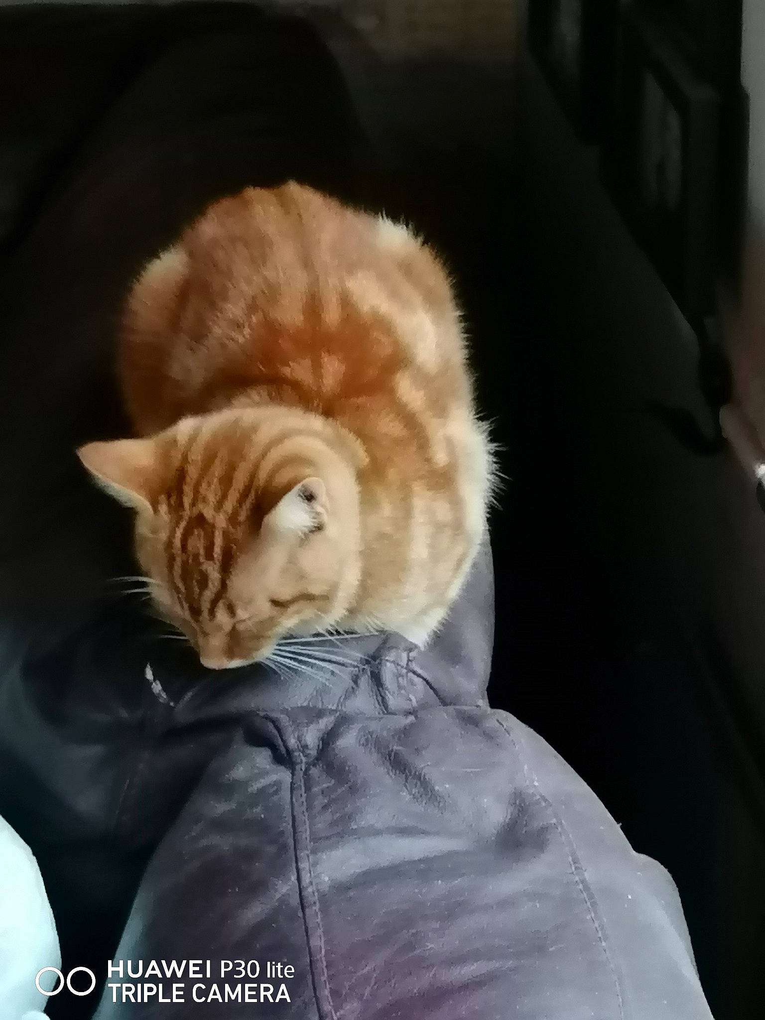 Edward joined the competition — help win amazing prizes! carnivore, cat, claw, comfort, companion_dog, domestic_short_haired_cat, ear, fawn, felidae, fur, fur_clothing, gesture, paw, sitting, small_to_medium_sized_cats, snout, tail, whiskers, window, winter