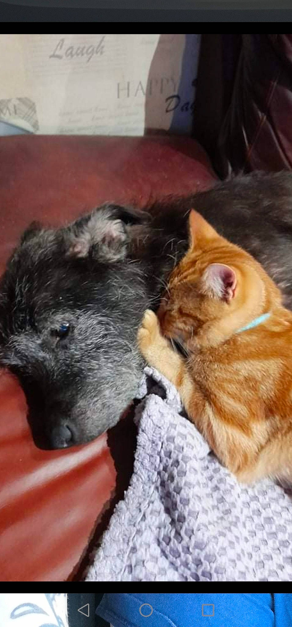 Edward joined the competition — help win amazing prizes! canidae, carnivore, cat, claw, comfort, companion_dog, dog_breed, domestic_short_haired_cat, fawn, felidae, fur, nap, paw, small_to_medium_sized_cats, snout, sporting_group, tail, terrestrial_animal, whiskers, working_animal