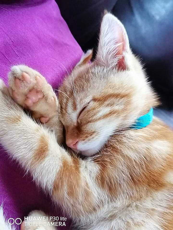 Edward is registered to the contest to win money with this photo: carnivore, cat, claw, comfort, domestic_short_haired_cat, ear, fawn, felidae, foot, fur, gesture, human_leg, lap, nap, paw, photo_caption, small_to_medium_sized_cats, snout, tail, whiskers