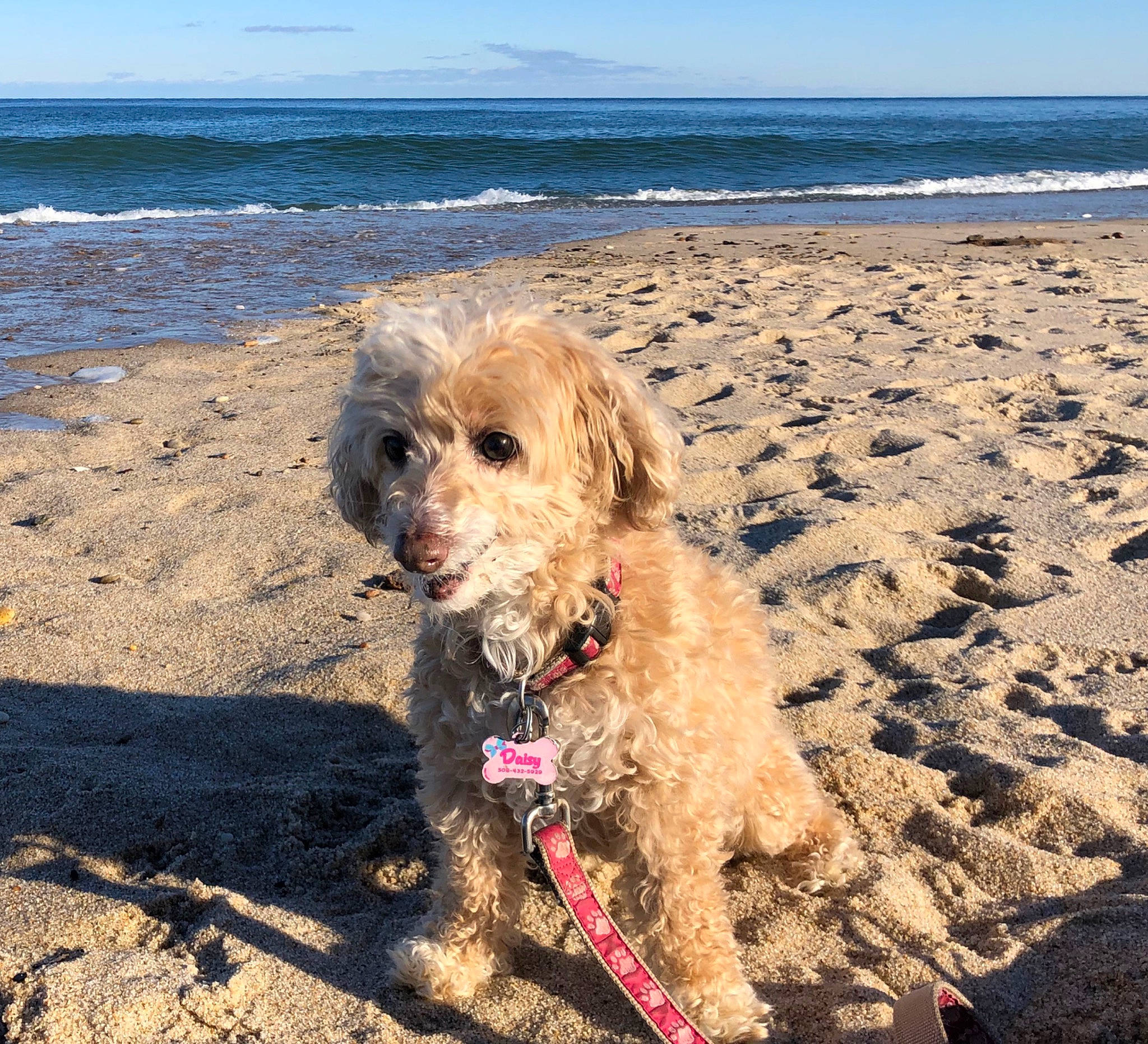 Daisy is registered to the contest to win money with this photo: beach, canidae, carnivore, cavachon, cavapoo, cockapoo, dog, dog_breed, dutch_smoushond, goldendoodle, mammal, morkie, poodle_crossbreed, sand, schnoodle, sea, spanish_water_dog, sporting_group, terrier, vacation