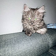 Kali a rejoint le concours — aidez-le/la à gagner de superbes lots ! cat, kitten, fluffy, gray_fur, green_eyes, long_hair, animal, pet, feline, couch, sofa, indoor, portrait, sitting, front_view, ears, whiskers, tail_hidden, home, furniture