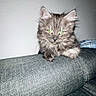 cat, kitten, fluffy, gray_fur, green_eyes, long_hair, animal, pet, feline, couch, sofa, indoor, portrait, sitting, front_view, ears, whiskers, tail_hidden, home, furniture