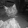cat, kitten, fluffy, long_hair, pet, animal, portrait, indoors, living_room, blanket, couch, furniture, carpet, chair, water_bottle, black_and_white, monochrome, looking_at_camera, cute, home