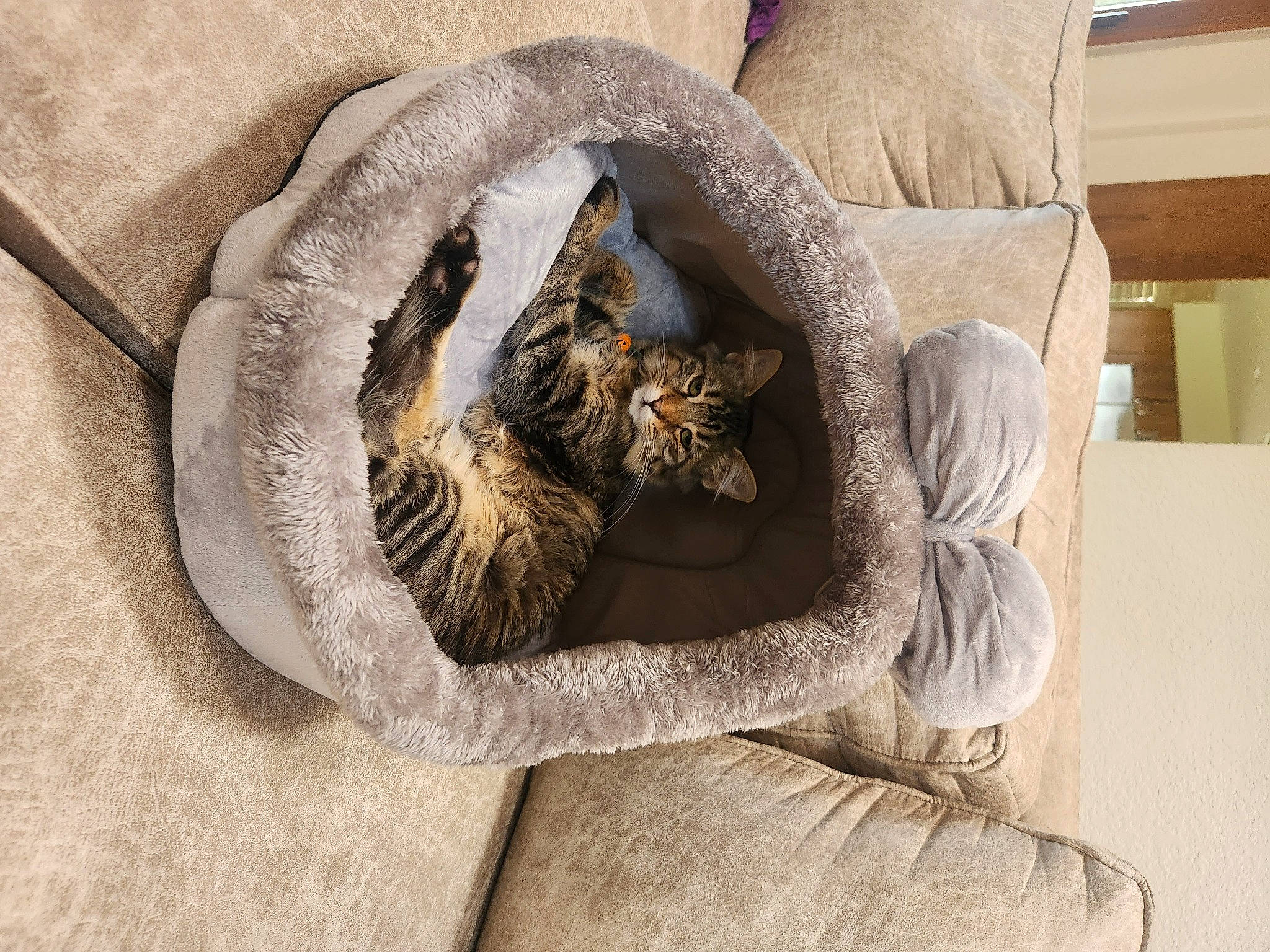 Harvey joined the competition — help win amazing prizes! bag, box, carnivore, cat, cat_bed, cat_supply, comfort, domestic_short_haired_cat, felidae, fur, grey, linens, luggage_and_bags, natural_material, room, shipping_box, small_to_medium_sized_cats, tail, whiskers, wood