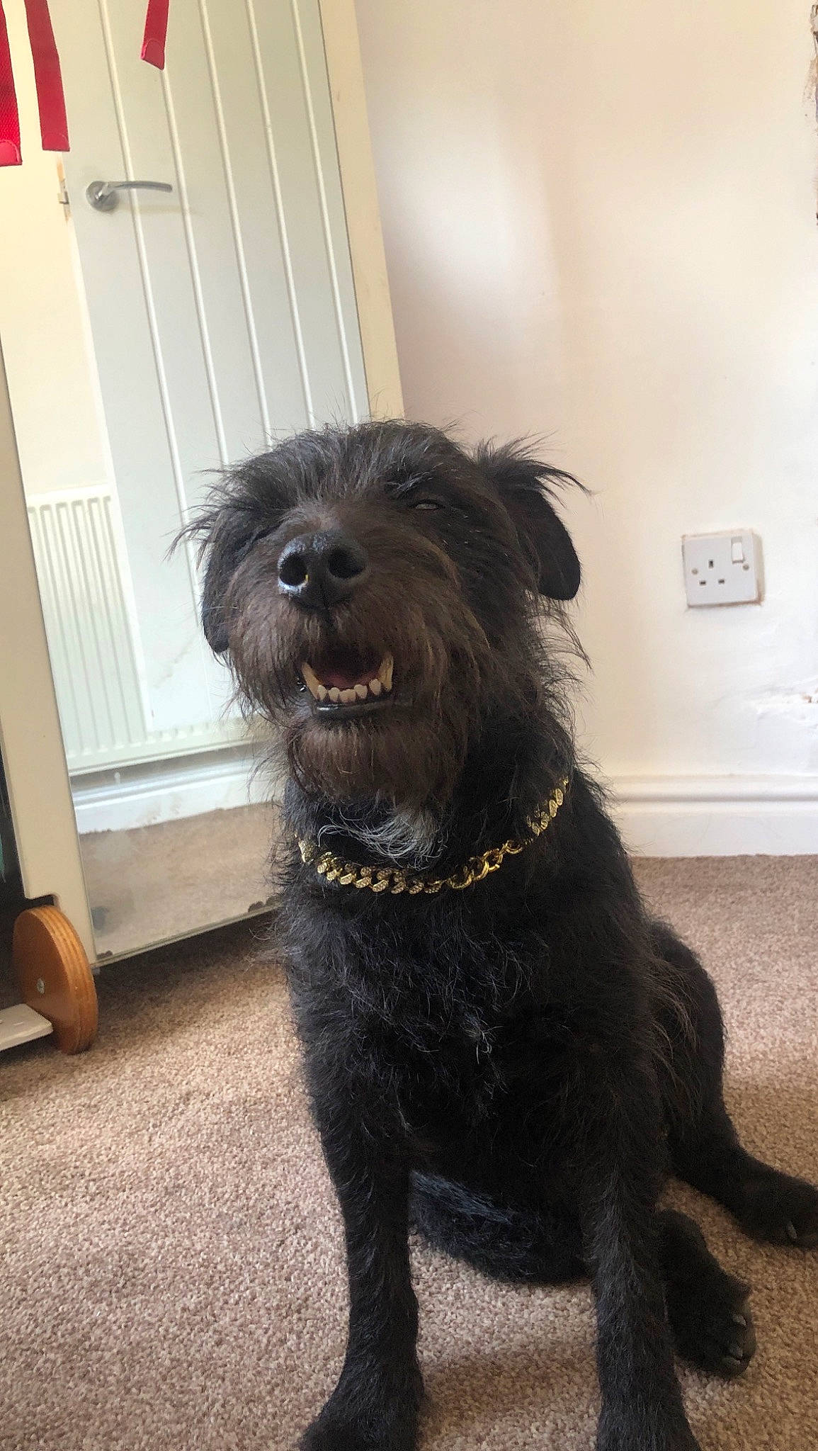 Dre is registered to the contest to win money with this photo: canidae, carnivore, collar, companion_dog, dog, dog_breed, dog_collar, fur, light_switch, liver, small_terrier, snout, sporting_group, tail, terrier, toy_dog, wall_plate, wall_socket, water_dog, working_animal