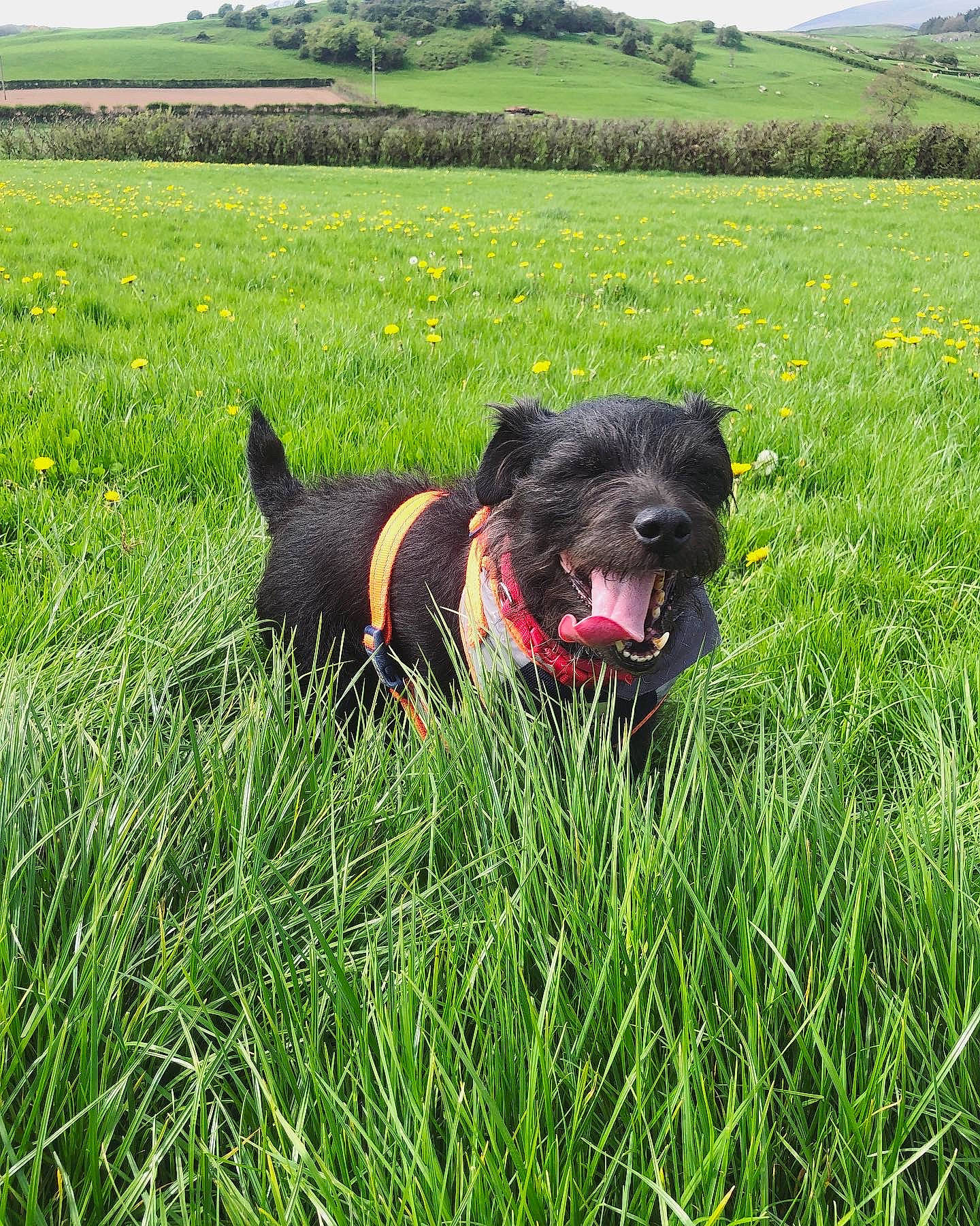 Dre is registered to the contest to win money with this photo: canidae, carnivore, collar, companion_dog, coquelicot, dog, dog_breed, field, grass, grassland, landscape, non_sporting_group, pasture, plant, prairie, sky, sporting_group, tree, water_dog, working_animal