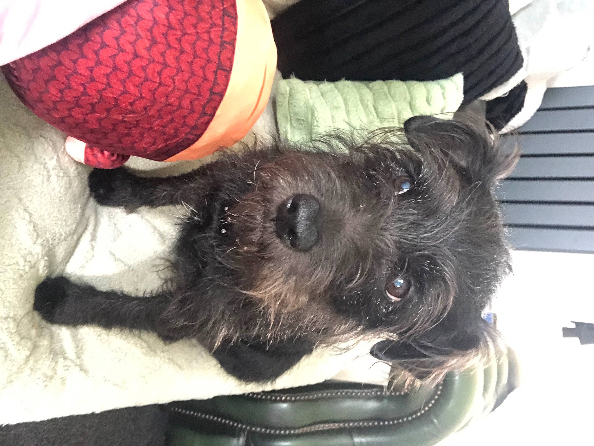 Dre is registered to the contest to win money with this photo: audio_equipment, carnivore, comfort, companion_dog, dog, dog_bed, dog_breed, dog_collar, dog_supply, fur, labradoodle, nap, paw, puppy_love, schnauzer, small_terrier, terrier, toy_dog, wool, working_animal