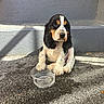 Barney participe au concours pour gagner de l'argent avec cette photo : animal, black_white, brown, cocker_spaniel, cute, dog, floppy_ears, front_view, long_fur, outdoor, pavement, pet, portrait, puppy, shadow, sitting, spaniel, steps, sunlight, water_bowl