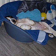 Barney a rejoint le concours — aidez-le/la à gagner de superbes lots ! belly_up, blanket, blue_bed, cute, dog, dog_toy, floor, home, indoor, lying_down, nap, pet_bed, plush_toy, puppy, relaxed, resting, sleeping, small_dog, stuffed_animal, wood_floor
