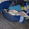 belly_up, blanket, blue_bed, cute, dog, dog_toy, floor, home, indoor, lying_down, nap, pet_bed, plush_toy, puppy, relaxed, resting, sleeping, small_dog, stuffed_animal, wood_floor