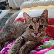 Bianca participe au concours pour gagner de l'argent avec cette photo : kitten, cat, tabby, indoor, pet, animal, cute, lying_down, close_up, floral_blanket, cushion, soft_furniture, young, whiskers, ears, face, eyes, paws, domestic_cat, resting