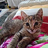 animal, cat, close_up, cushion, cute, domestic_cat, ears, eyes, face, floral_blanket, indoor, kitten, lying_down, paws, pet, resting, soft_furniture, tabby, whiskers, young