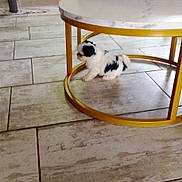 Vik a rejoint le concours — aidez-le/la à gagner de superbes lots ! animal, black_and_white, coffee_table, curious, cute, dog, domestic, exploring, floor, furniture, golden_legs, home, household, indoor, pet, pet_gate, puppy, small, tile_floor, young