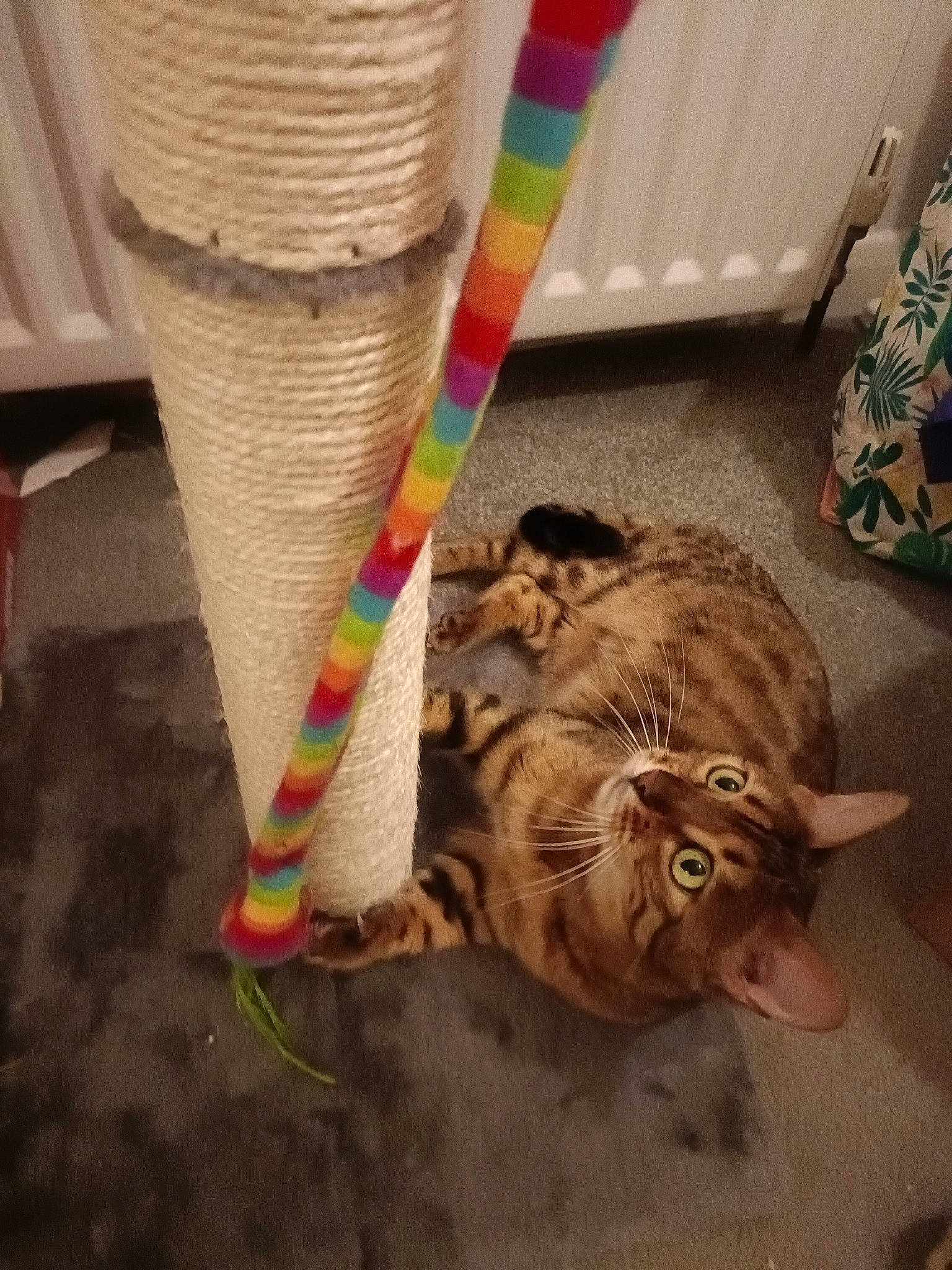 Margot joined the competition — help win amazing prizes! carnivore, cat, claw, domestic_short_haired_cat, fawn, felidae, flooring, fur, human_leg, linens, pattern, paw, room, small_to_medium_sized_cats, tail, thread, tints_and_shades, whiskers, wood, wool