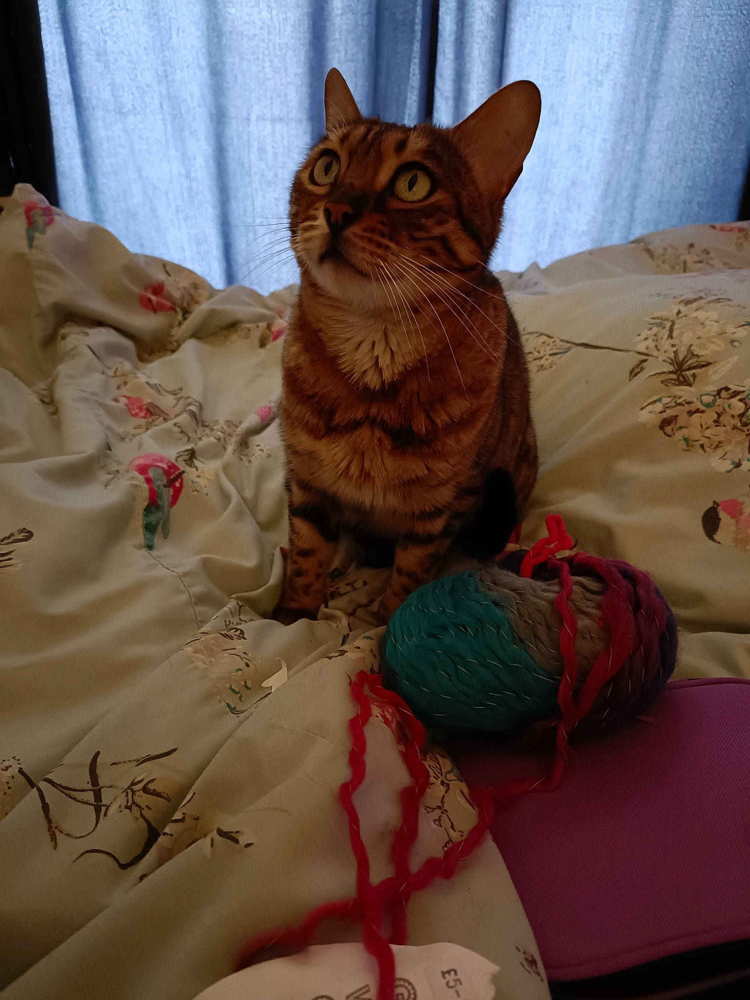 Margot is registered to the contest to win money with this photo: art, bag, bedding, carnivore, cat, cat_bed, cat_supply, comfort, domestic_short_haired_cat, felidae, fur, linens, pattern, pet_supply, small_to_medium_sized_cats, tail, textile, thread, whiskers, wood