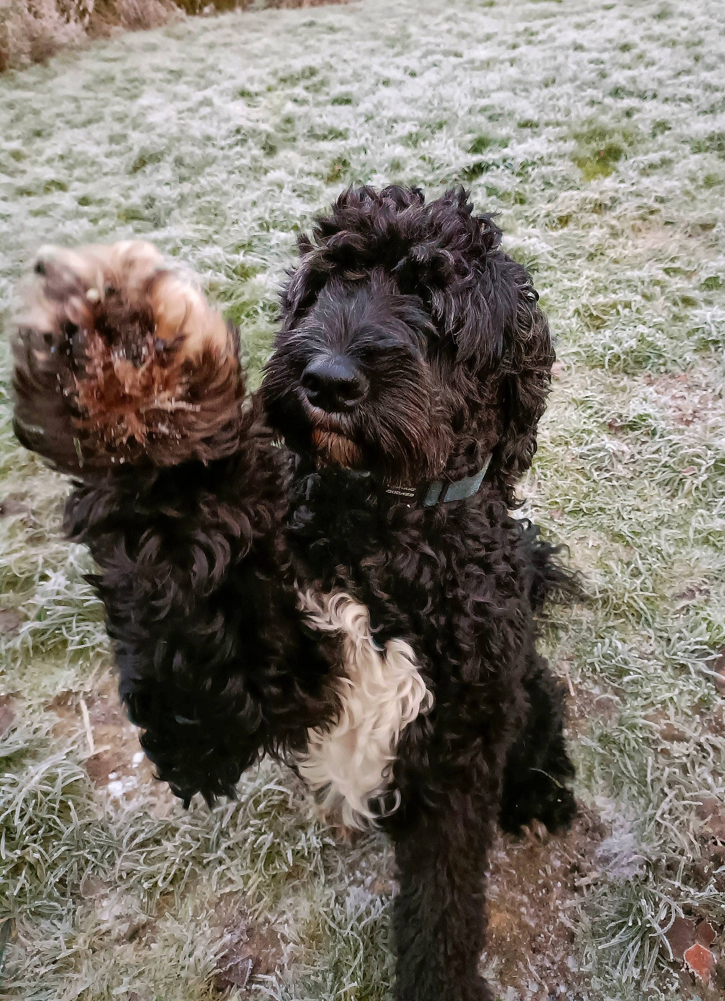 Frodo joined the competition — help win amazing prizes! canidae, carnivore, companion_dog, dog, dog_breed, fur, grass, labradoodle, liver, non_sporting_group, poodle, poodle_crossbreed, soil, sporting_group, terrestrial_animal, terrier, toy_dog, water_dog, working_animal, working_dog