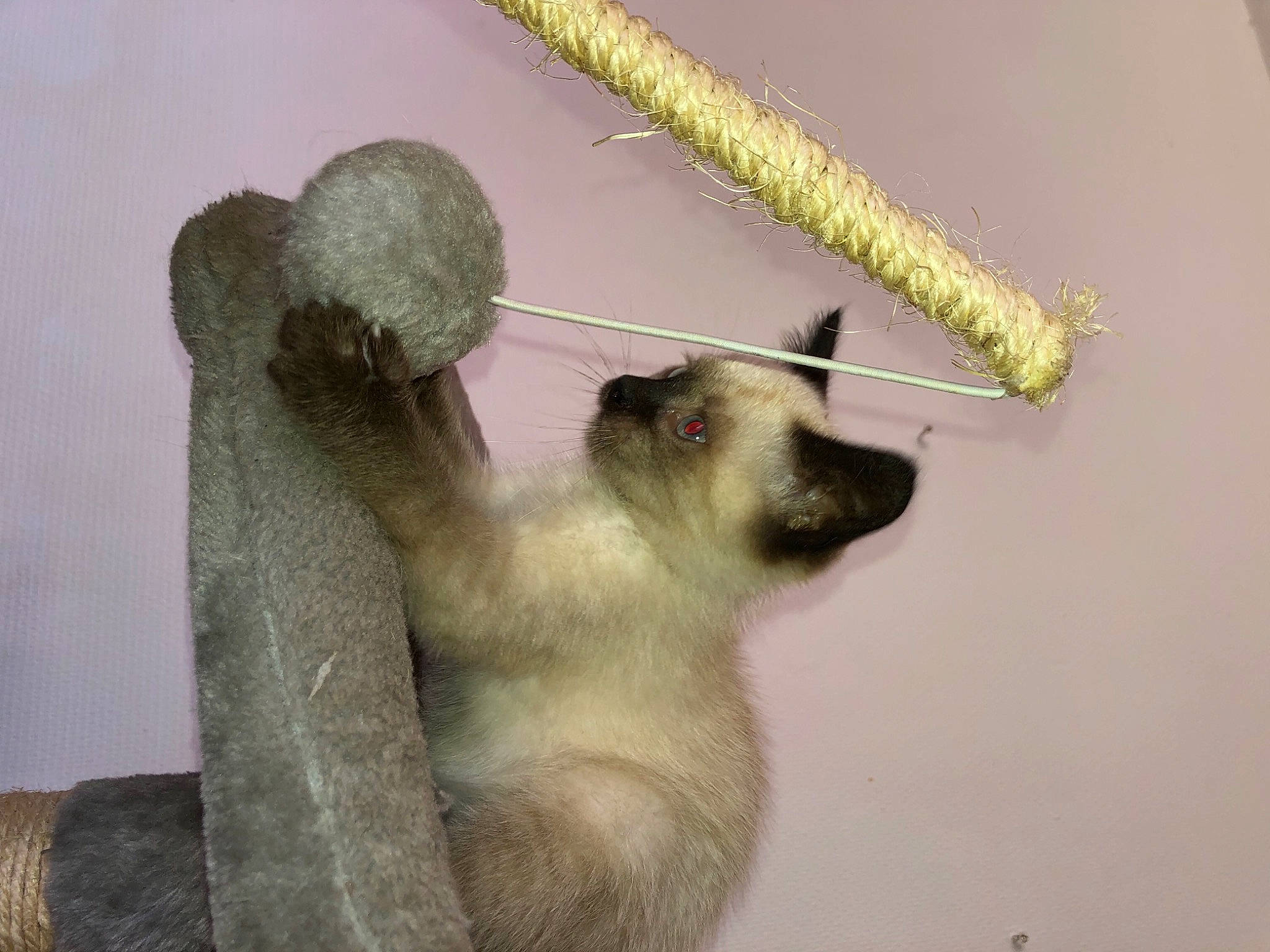 Sativa participe au concours pour gagner de l'argent avec cette photo : claw, fawn, fur, marsupial, paw, snout, terrestrial_animal, twig, whiskers, wildlife, wood