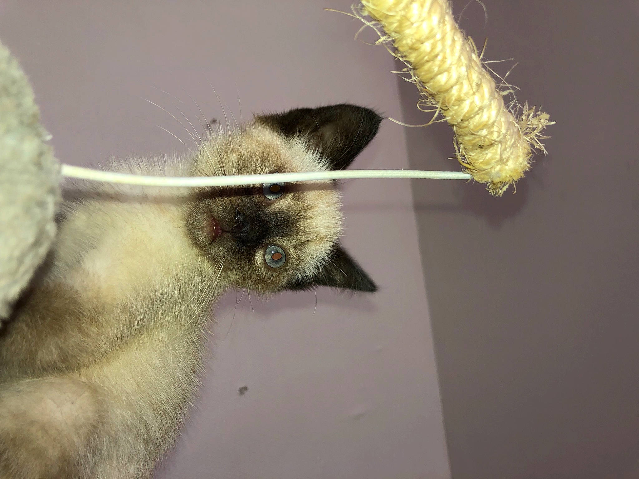 Sativa participe au concours pour gagner de l'argent avec cette photo : bat, claw, fawn, fur, gibbon, macro_photography, primate, siamese, snout, tail, terrestrial_animal, whiskers, wildlife