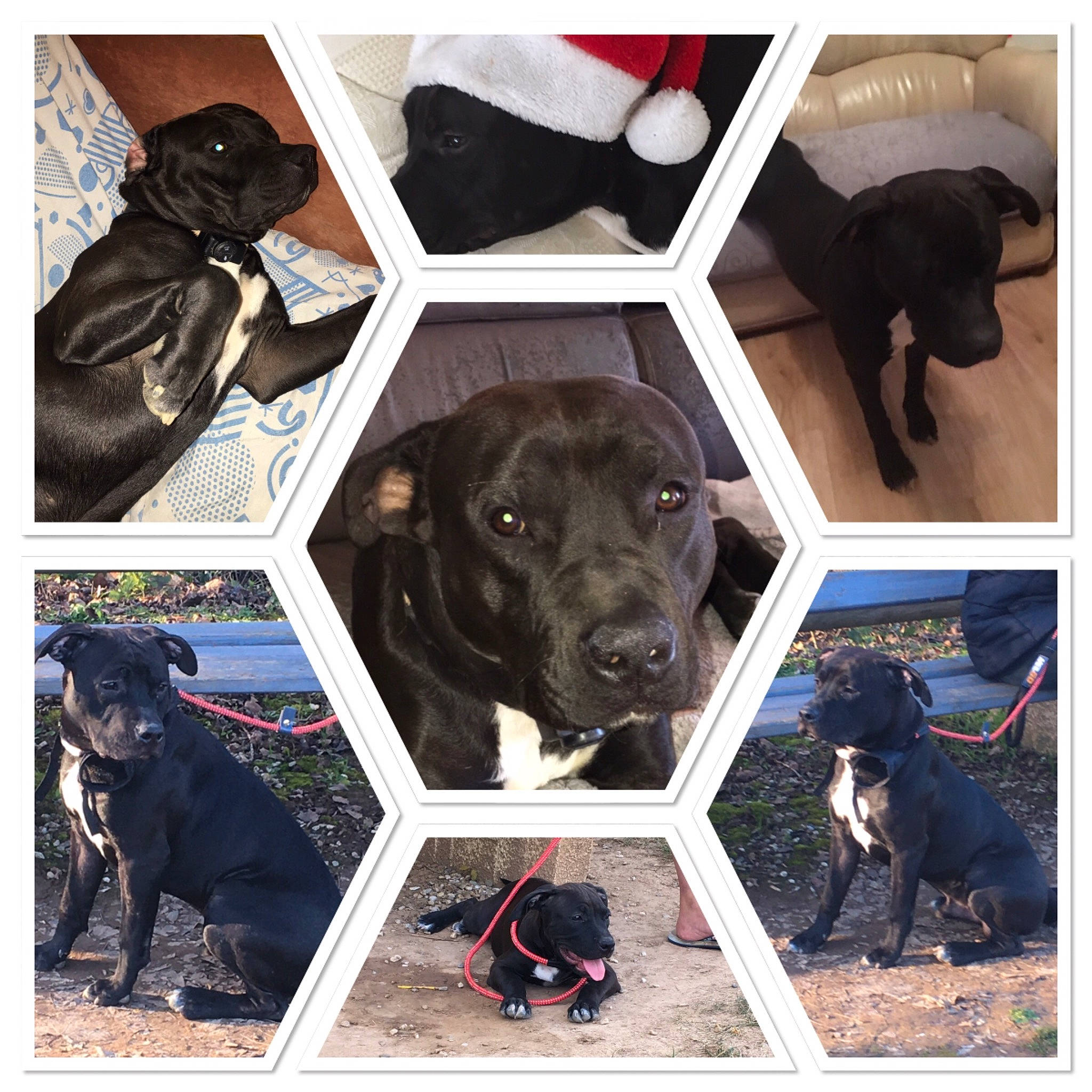 Paco R participe au concours pour gagner de l'argent avec cette photo : black, borador, carnivore, collar, companion_dog, dog, dog_breed, dog_collar, gun_dog, light, liver, mammal, pet_supply, photograph, rectangle, sleeve, snout, sporting_group, vertebrate, working_animal