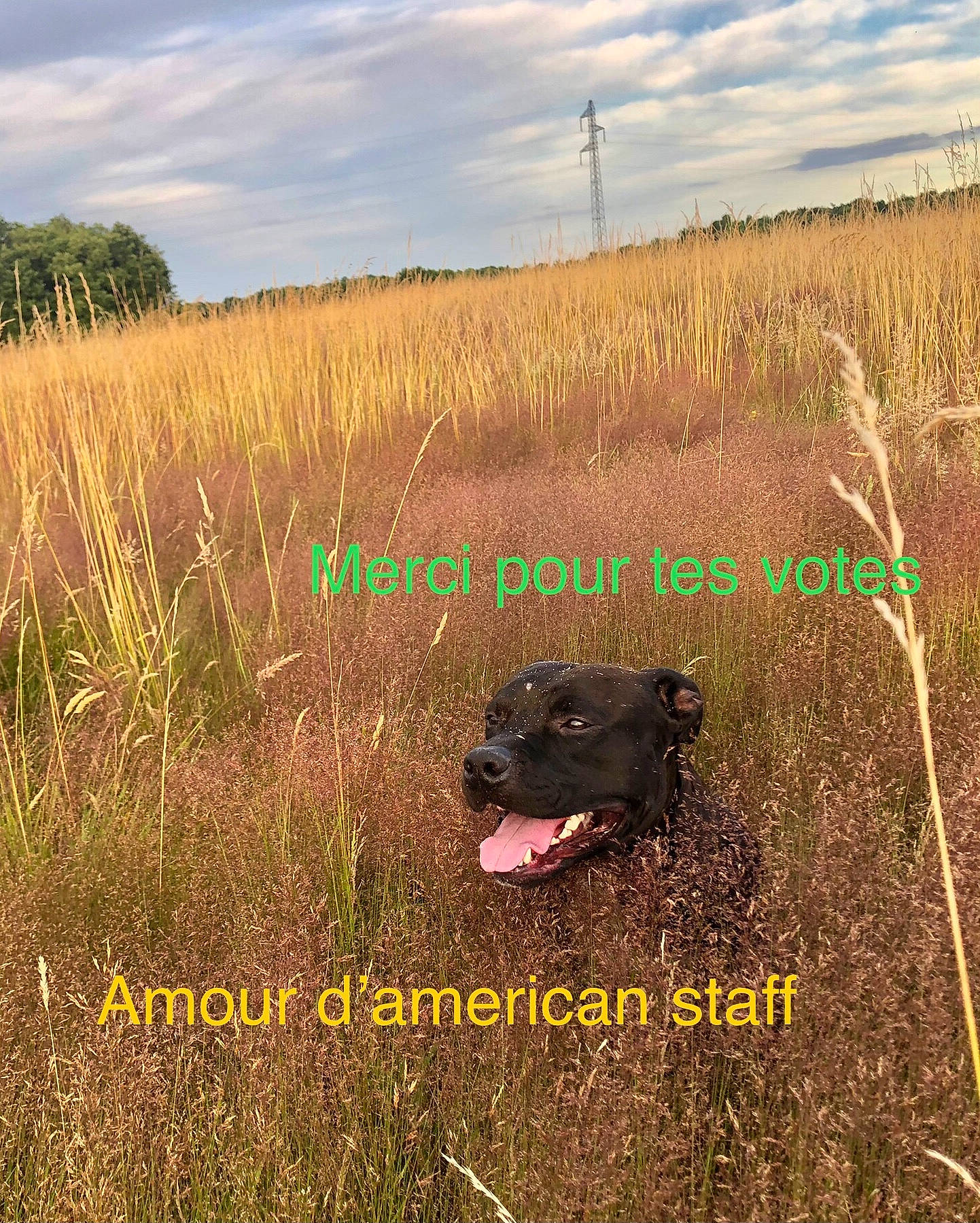 Paco R a rejoint le concours — aidez-le/la à gagner de superbes lots ! agriculture, carnivore, cloud, dog, grass, grassland, horizon, landscape, meadow, natural_landscape, pasture, plain, plant, plant_community, prairie, sky, soil, steppe, terrestrial_animal, wildlife