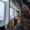 cat, tortoiseshell, window, indoor, pet, animal, feline, closeup, profile, whiskers, ears, fur, blue_eyes, resting, blanket, cozy, natural_light, heart_sticker, cute, domestic_animal