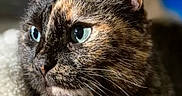 Fila a rejoint le concours — aidez-le/la à gagner de superbes lots ! cat, tortoiseshell, close_up, blue_eyes, fur, whiskers, pet, animal, cozy, soft, indoor, portrait, cute, feline, focused, warm_light, relaxed, mammal, domestic_animal, resting
