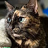 cat, tortoiseshell, close_up, blue_eyes, fur, whiskers, pet, animal, cozy, soft, indoor, portrait, cute, feline, focused, warm_light, relaxed, mammal, domestic_animal, resting