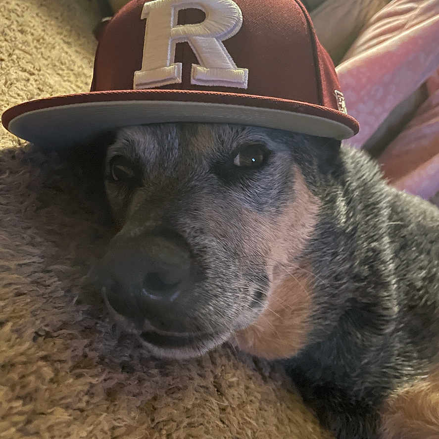 Axel is registered to the contest to win money with this photo: animal, architecture, baseballcap, building, canine, cap, clothing, couch, dog, face, furniture, hat, head, hound, person, pet, photography, portrait, puppy, sunhat