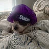 bed, bedding, blanket, bonnet, cozy, cute, dog, fur, hat, indoor, name_text, nose, pet, pillow, purple, resting, sleeping, sunlight, whiskers, window
