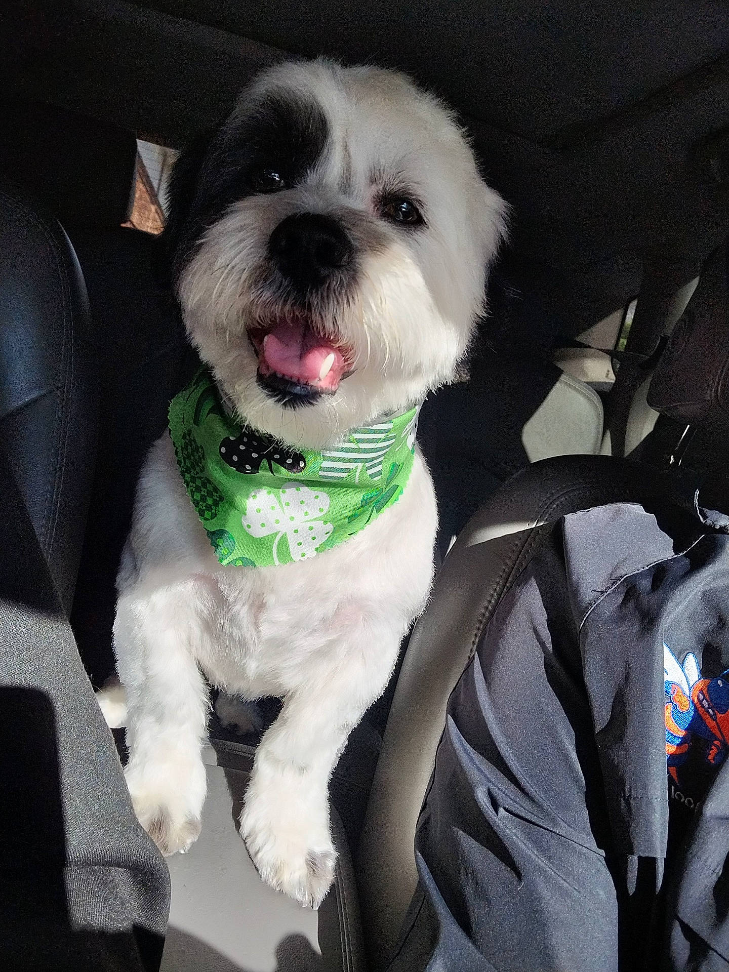 animal, bandana, black_patch, car_interior, car_seat, close_up, companion, cute, dog, fur, green_bandana, happy_dog, pet, portrait, shamrocks, sitting, smiling, sunlight, tongue_out, white_dog