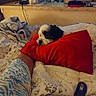 arm, bed, black_and_white, blanket, comfort, cozy, dog, furniture, home, human, indoor, living_room, patterned_clothing, pet, pillow, relaxation, remote_control, resting, sleepy, soft