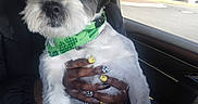 Ace is registered to the contest to win money with this photo: accessory, black_fur, black_jacket, car_interior, casual, cute, dog, fashion, green_bandana, hand, indoor, nail_polish, person, pet, portrait, seat, sitting, sunglasses, white_fur, window