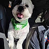 accessory, bandana, black_fur, car_interior, close_up, companion, dog, front_seat, green_bandana, happy, jacket, leather_seat, paws, pet, portrait, seat, smiling, sunlight, tongue_out, white_fur