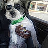 animal, black_fur, black_jacket, car_interior, casual, cute, dog, fashion, green_bandana, hand, indoor, nail_art, parking_lot, person, pet, portrait, seat, sunglasses, white_fur, window
