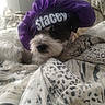bed, bedding, black_and_white, blanket, bonnet, close_up, cozy, cute, dog, fur, indoor, name_on_hat, nose, patterned, pet, portrait, purple_bonnet, sleepy, soft_light, whiskers