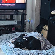 Pablo a rejoint le concours — aidez-le/la à gagner de superbes lots ! dog, sleeping, blanket, bed, fluffy, living_room, television, gaming_console, shelf, couch, indoor, black_dog, white_markings, comfort, rest, home, cozy, electronics, floor, relaxation